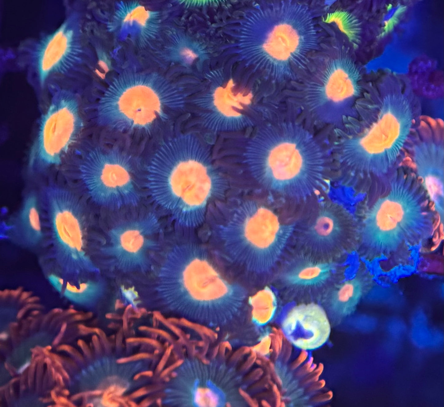 HD Gorilla Nipples Zoas - 22+ Polyps! -WYSIWYG