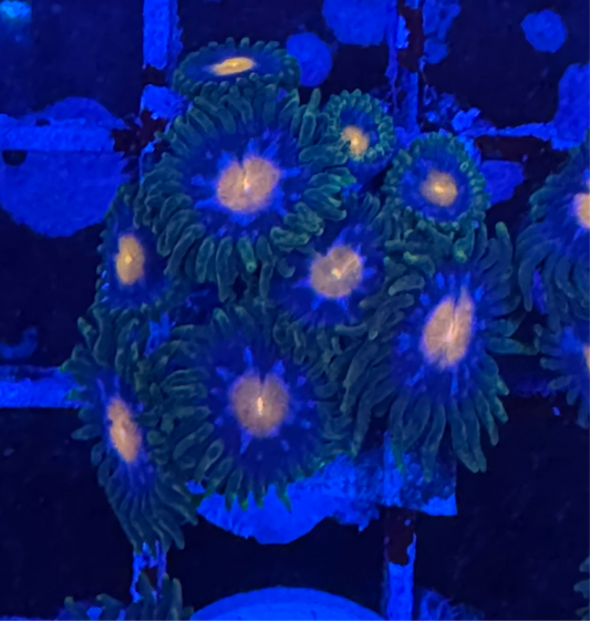 WYSIWYG - HD Jersey Blow Pops Zoas - 9+ Polyps