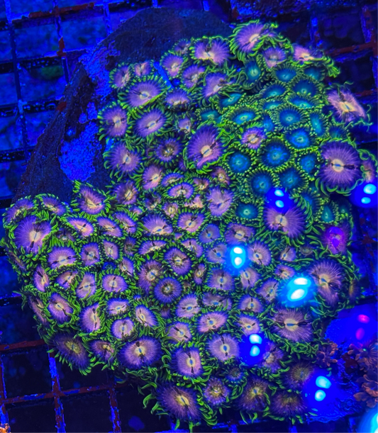 WYSIWYG - HD (ACI) Nirvana + Friends Colony Shell - 100+ Polyps