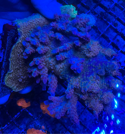 HD Indo Tastes Like Outdo - Cut to Order Frag!