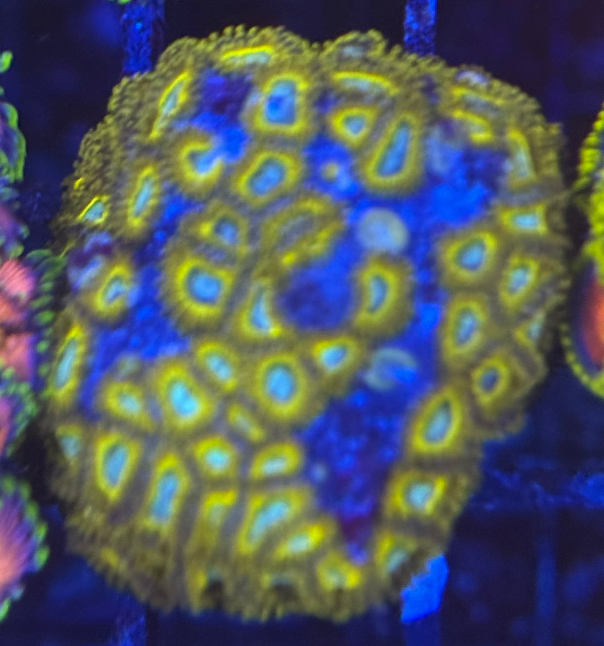 HD (ECC) Pikachus Zoas - 50+ Polyps