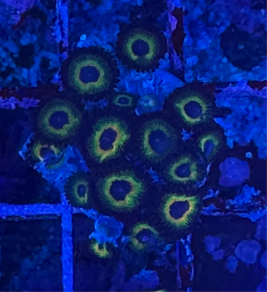 WYSIWYG - HD Bob Marley Zoas - 17+ Polyps