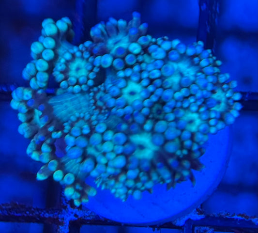 HD (TCK) Teal Goni