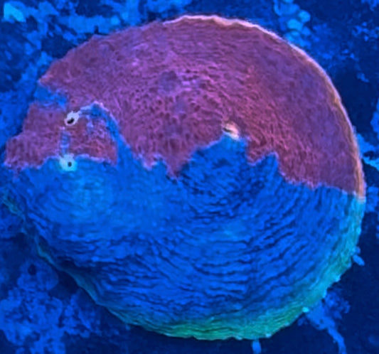 HD (ASD) Rainbow Cake Chalice - Cut To Order Frag