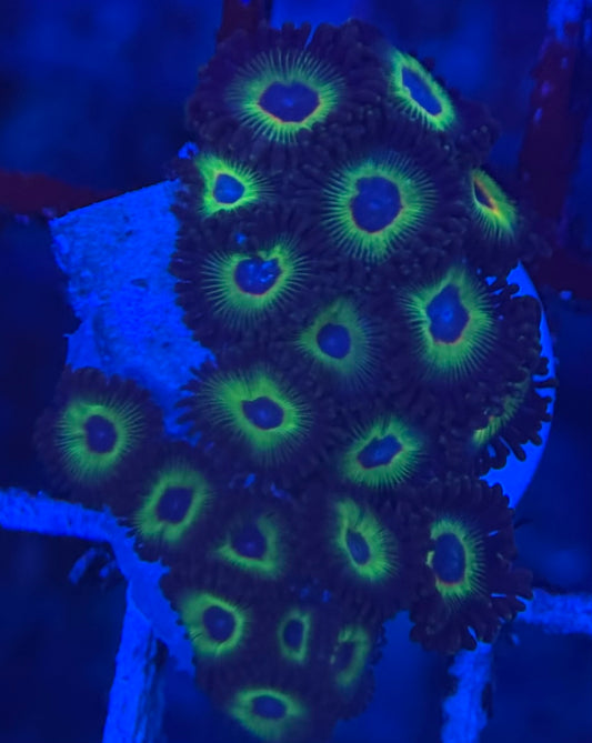 HD (ECC) Bob Marley Zoas- 21+ Polyps! - WYSIWYG