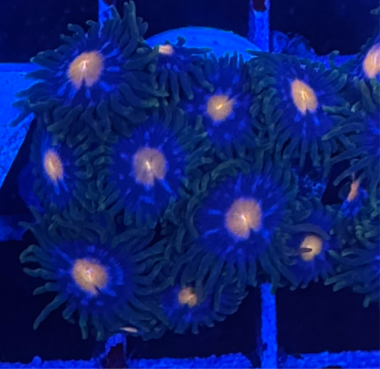 WYSIWYG - HD Jersey Blow Pops Zoas - 10+ Polyps