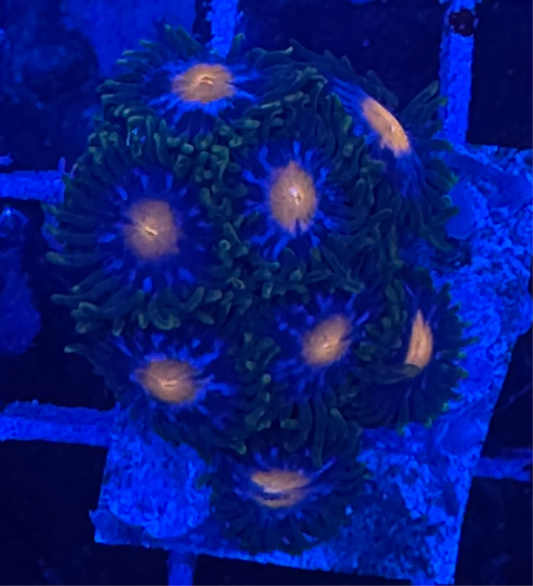 WYSIWYG - HD Jersey Blow Pops Zoas - 8+ Polyps