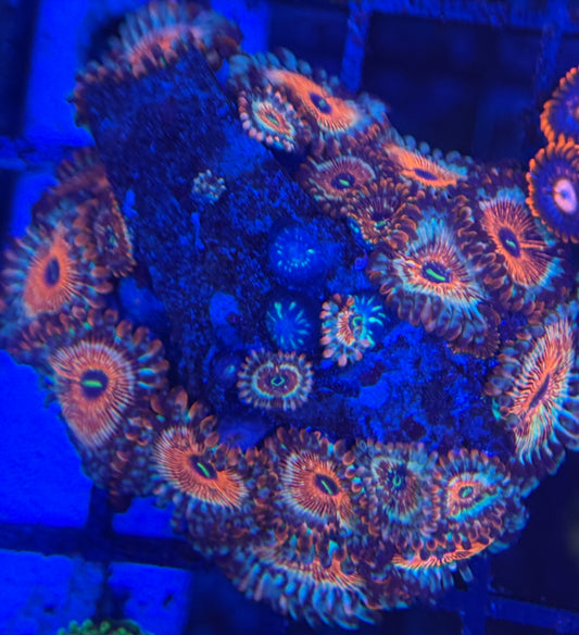 HD (ECC) OG Seduction Zoas - 22 + Polyps