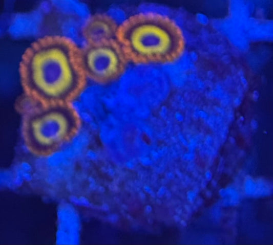 HD (ECC) Fruit Loops Zoas - 5+ Polyps