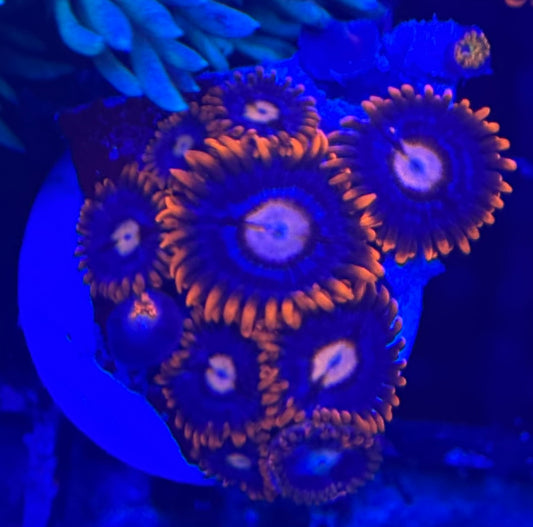HD (ECC) Fire and Ice Zoas- 10+ Polyps! - WYSIWYG