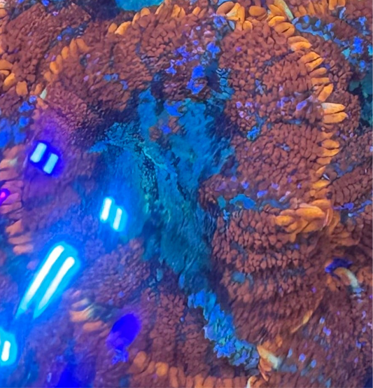 HD Blue Balls Bounce Mushroom - Cut To Order Frag