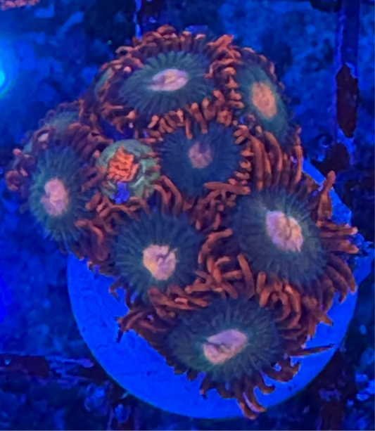WYSIWYG - HD Gatorade Zoas - 8+ Polyps