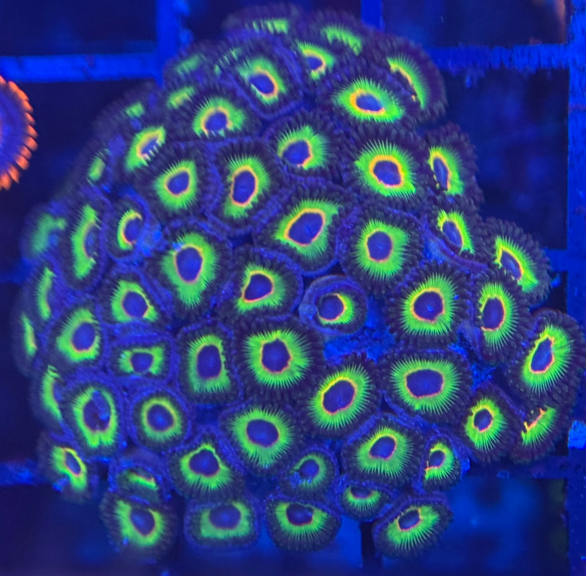 HD (ECC) Bob Marley Zoas - 55+ Polyps