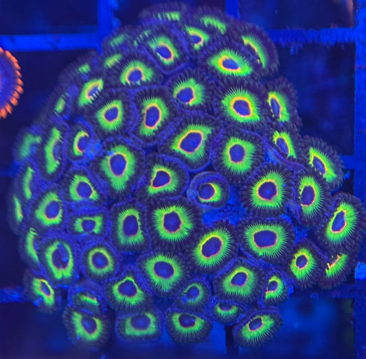 HD (ECC) Bob Marley Zoas - 55+ Polyps