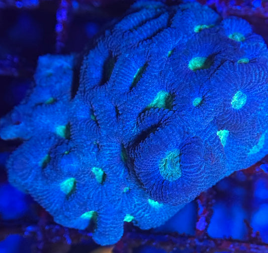 HD Aquacultured Pastel War Coral - Colony - WYSIWYG