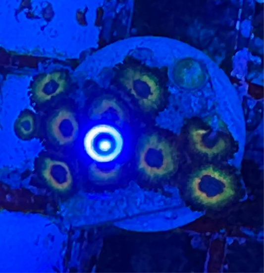 WYSIWYG - HD Bob Marley Zoas - 11+ Polyps