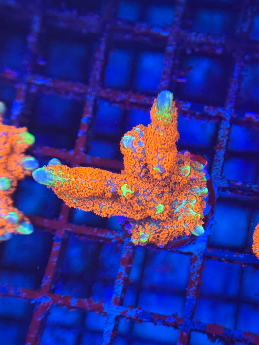 HD (ACI) Forest Fire Digi - Large Frag! - WYSIWYG