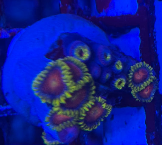 HD (CC) Spitfire Zoas- 14+ Polyps! - WYSIWYG