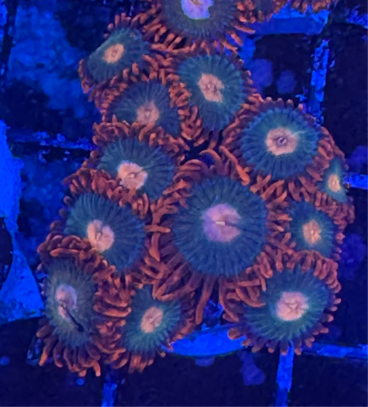 WYSIWYG - HD Gatorade Zoas - 12+ Polyps