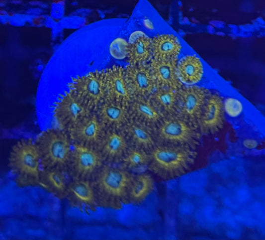 HD (ECC) Pikachu Zoas - 28+ Polyps! - WYSIWYG