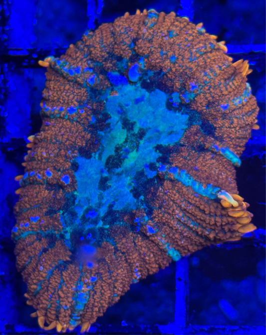 WYSIWYG - HD Blue Balls Bounce Mushroom