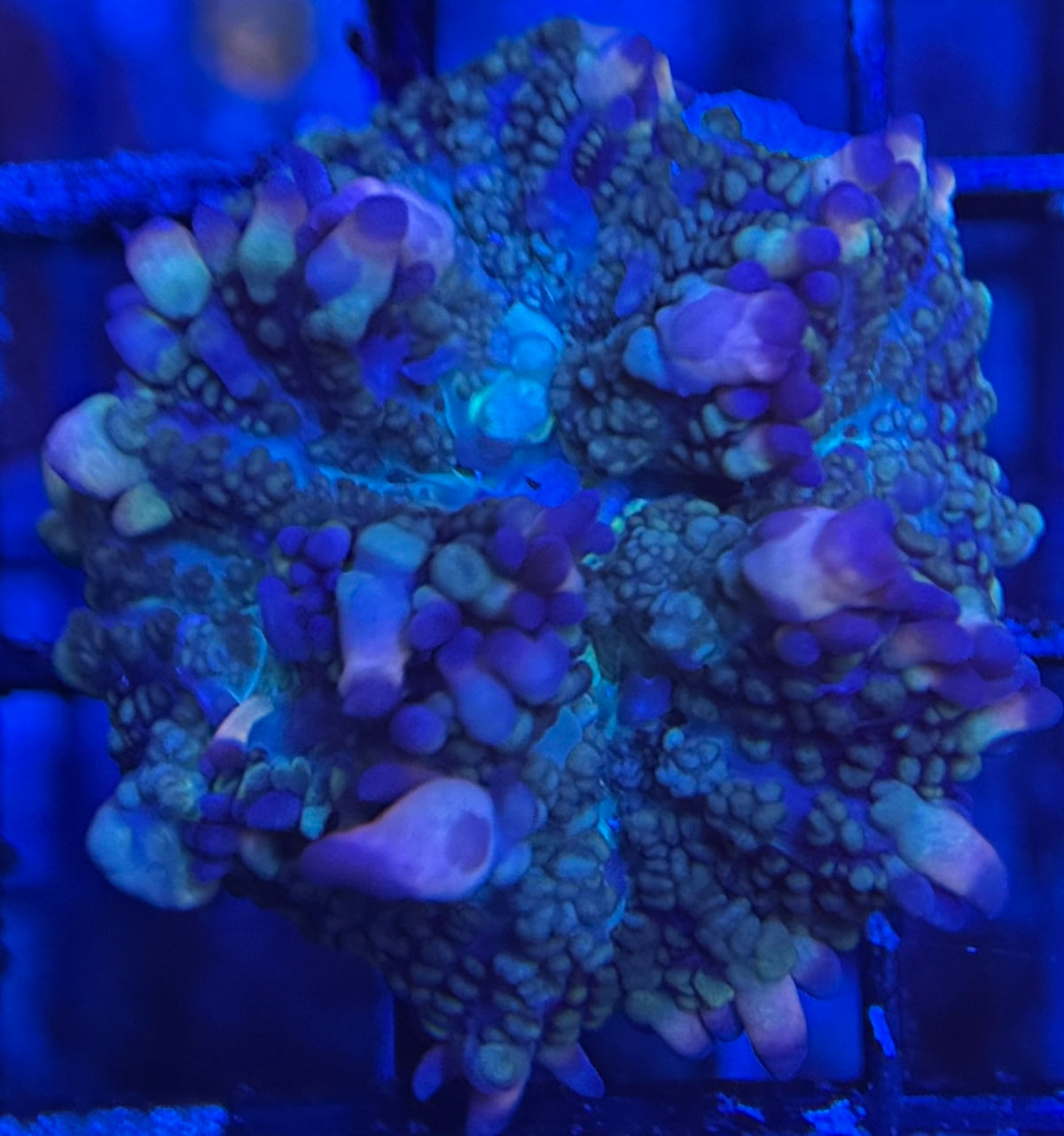 HD (ACI) Galaxy Bounce Mushroom