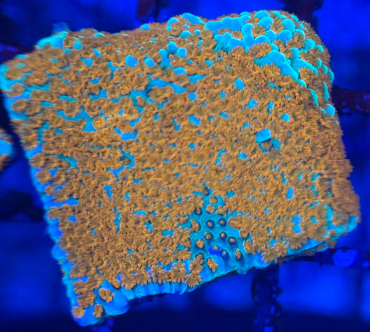 HD (ACI) Aquaman Monti - Frag - WYSIWYG