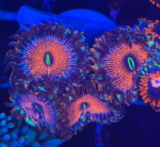 HD (ECC) OG Seduction Zoas - 6+ Polyps! - WYSIWYG