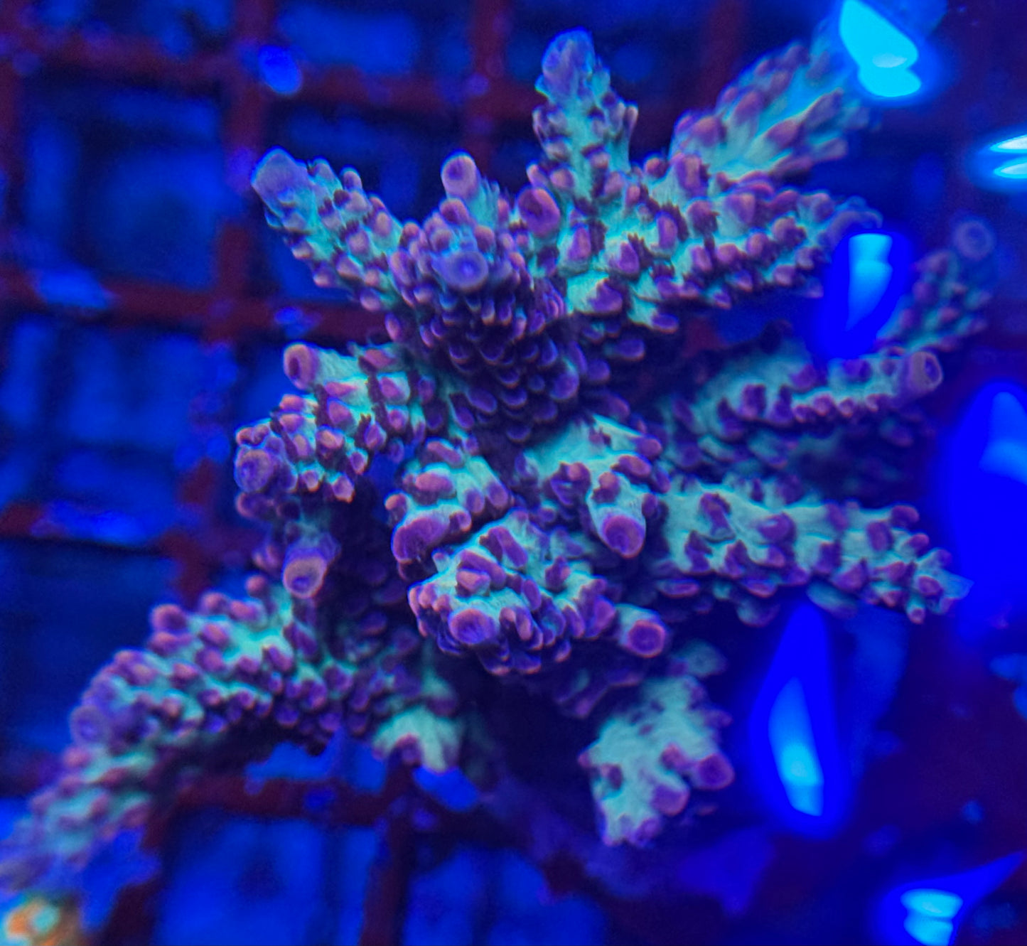 HD OG Oregon Tort Acro - Mini Colony - WYSIWYG