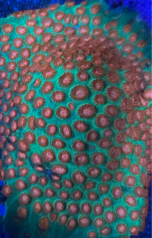 HD (ACI) Snap Dragon Cyphastrea - Cut To Order Frag