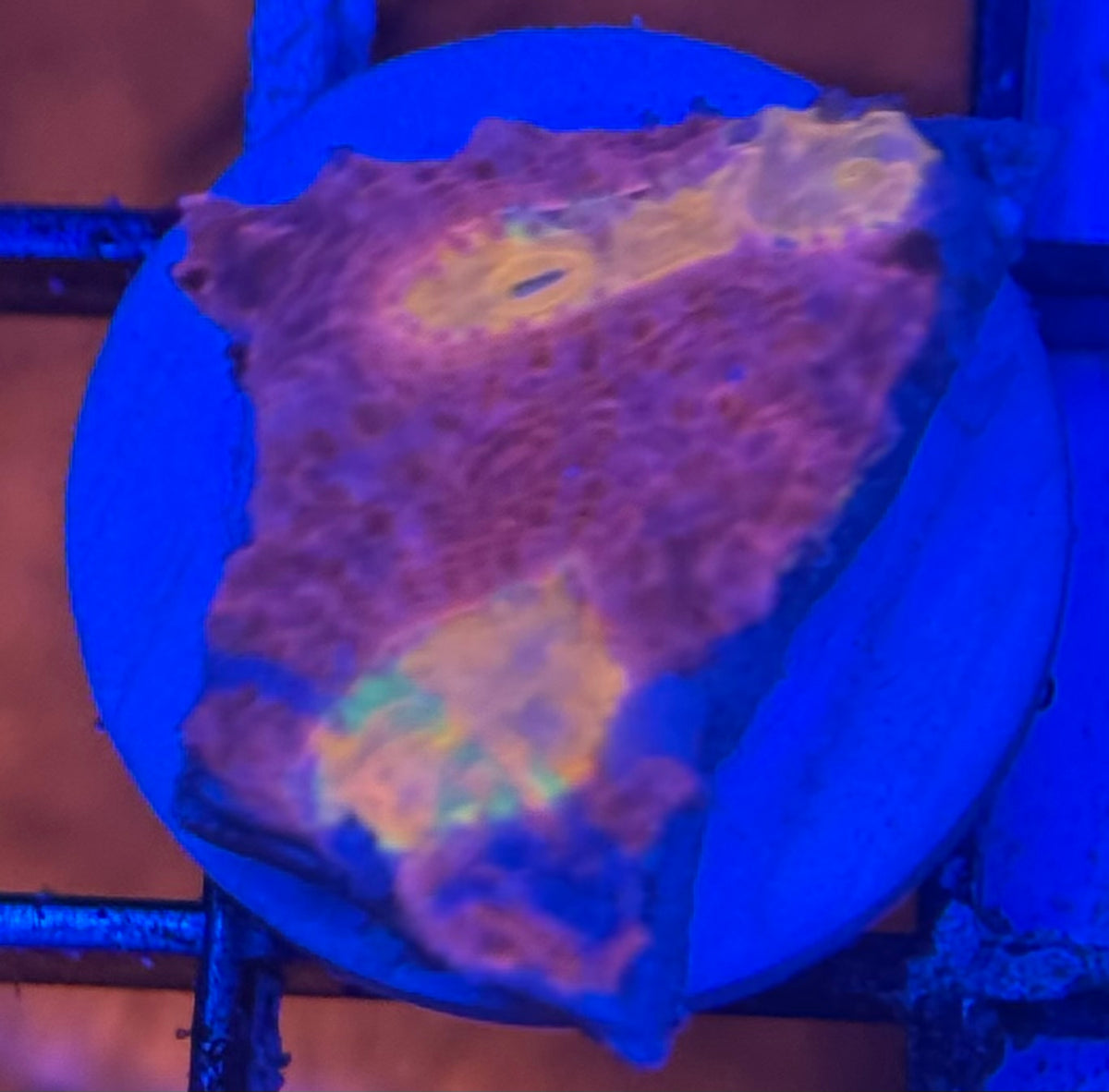 HD (ASD) Rainbow Cake Chalice