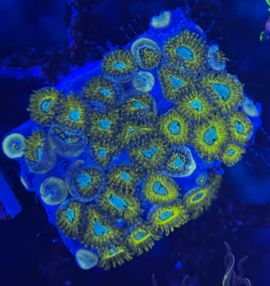 HD (ECC) Pikachu Zoas - 38+ Polyps! - WYSIWYG