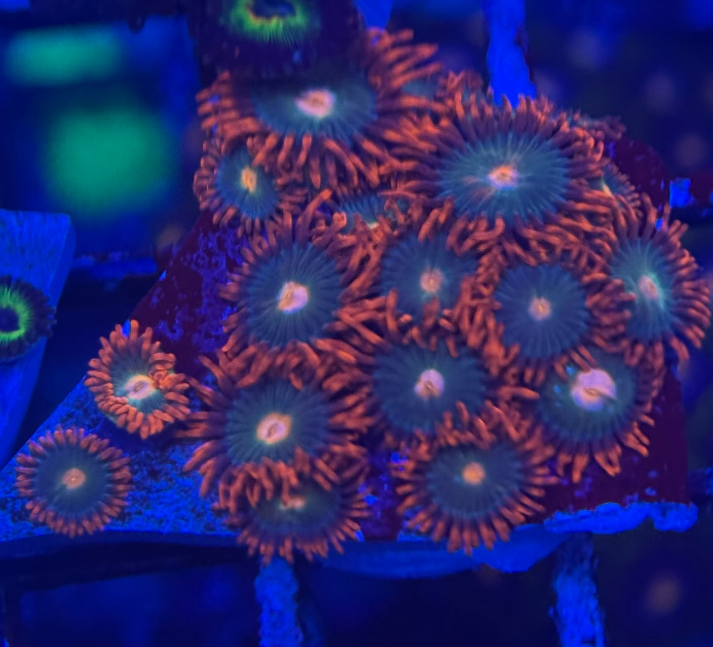 HD Gatorade + Bob Marley Zoas - 18+ Polyps! - WYSIWYG