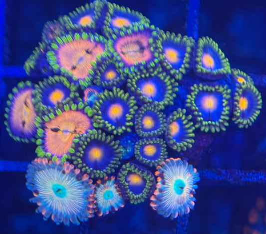 HD OG White Zombie + Nirvana + Jersey Blow Pops Zoas - 25+ Polyps