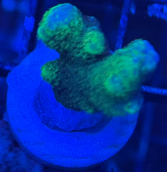 HD (WWC) Contraband Grafted Digi