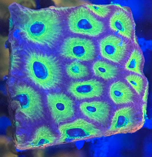 HD (ACI) Fireworks Favites - Xl Frag - WYSIWYG