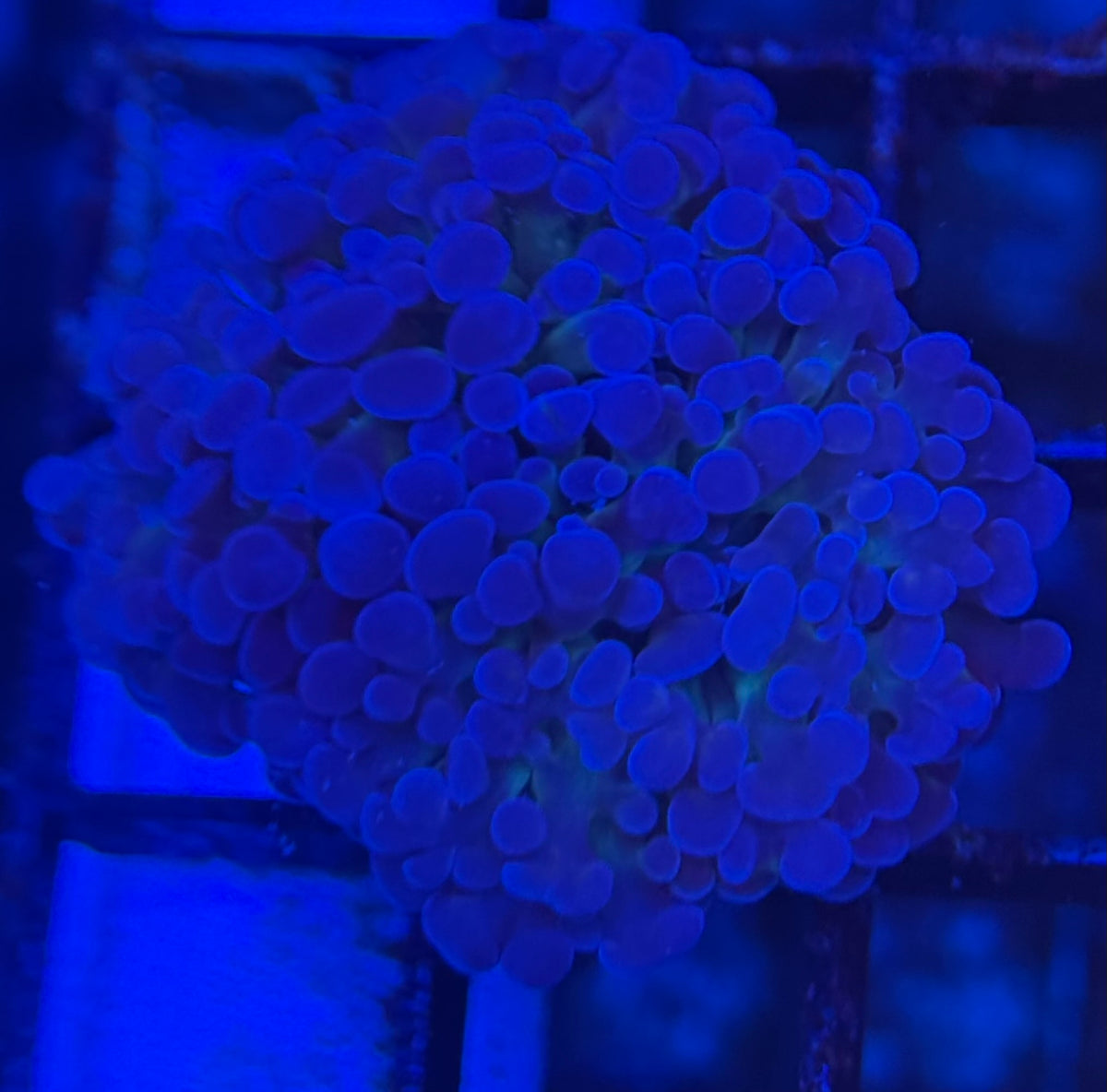 HD (ACI) Prince of Darkness Hammer