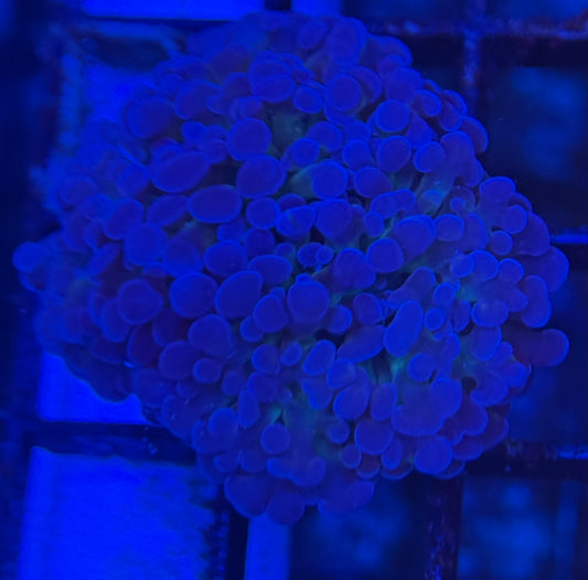 HD (ACI) Prince of Darkness Hammer