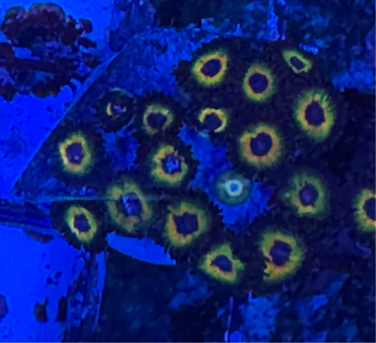 WYSIWYG - HD Bob Marley Zoas - 17+ Polyps