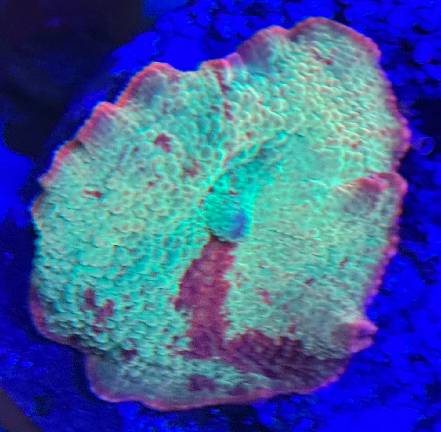 HD OG Eclectus Jawbreaker Mushroom - Cut To Order Frag