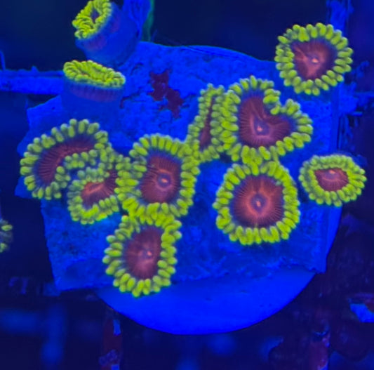 HD (CC) Spitfires Zoas- 11+ Polyps! - WYSIWYG