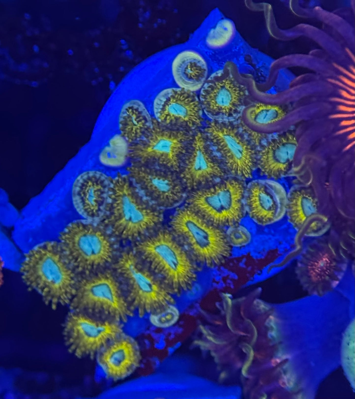 HD (ECC) Pikachu Zoas - 27+ Polyps! - WYSIWYG