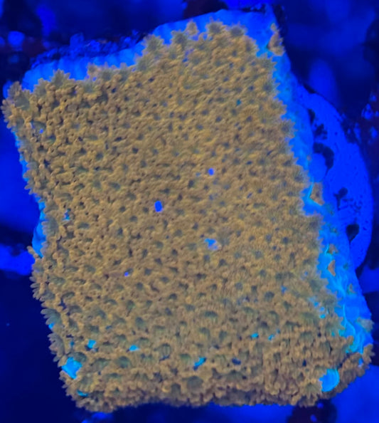 HD (ACI) Aquaman Monti - Frag - WYSIWYG