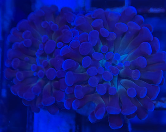 HD (ACI) Prince of Darkness Hammer - 2 Heads
