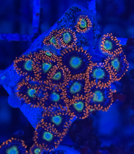 HD (TSA) Circus Freaks Zoas - 19+ Polyps! - WYSIWYG