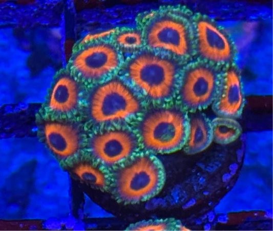 WYSIWYG - HD (ACI) Orange Sherbert Zoas - 18+ Polyps