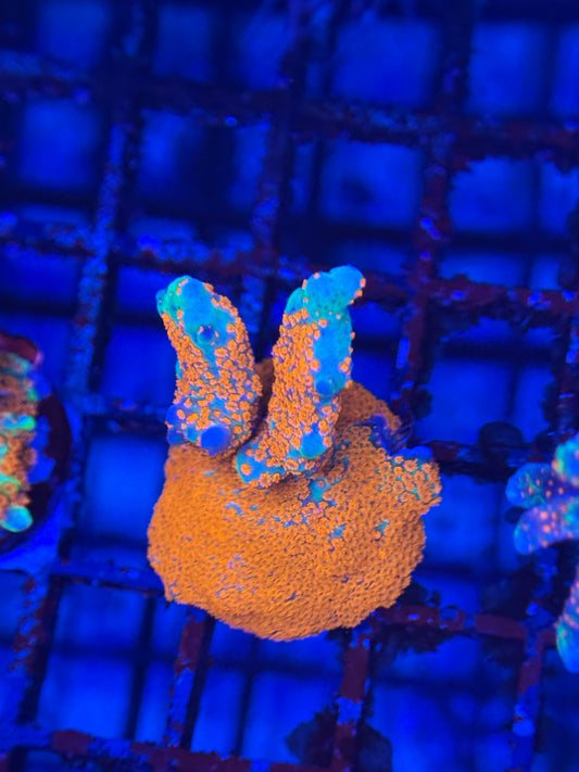HD (ACI) Bubblegum Digi Monti - Large Frag - WYSIWYG