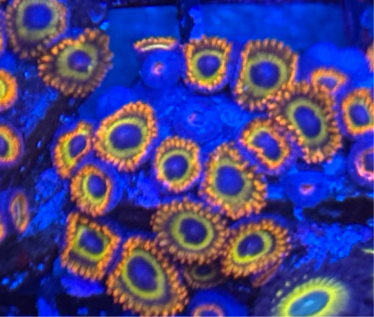 WYSIWYG - HD (ACI) Fruit Loops Zoas - 18+ Polyps