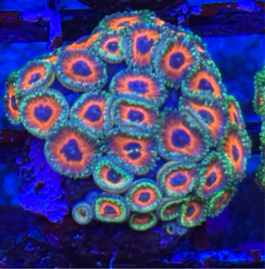 WYSIWYG - HD (ACI) Orange Sherbert Zoas - 30+ Polyps