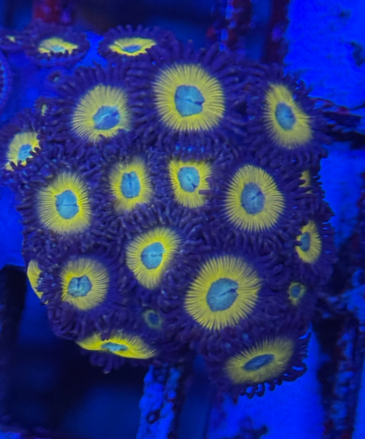 HD (ACI) Zombie Banana Zoas - 20+ Polyps! - WYSIWYG